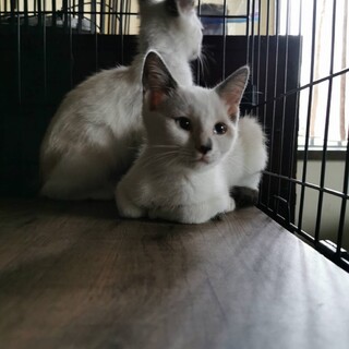 多頭飼育崩壊の場所から保護いたしました。