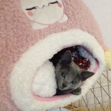 の写真
