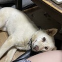 【バニラ】シェパ甲斐犬MIXです。