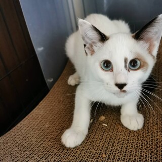 多頭飼育崩壊から保護しました