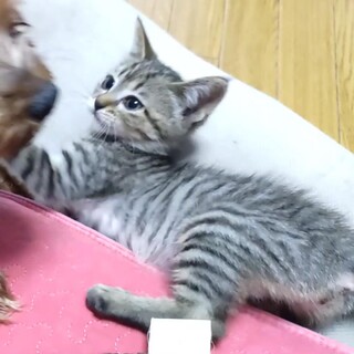 元気いっぱいお転婆な女の子『りた』ちゃん