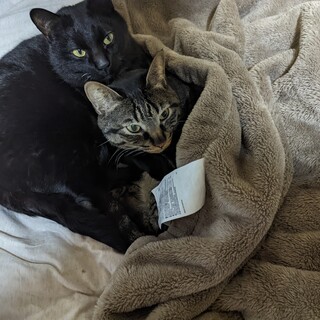 お利口で甘えん坊な黒猫です