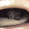 の写真