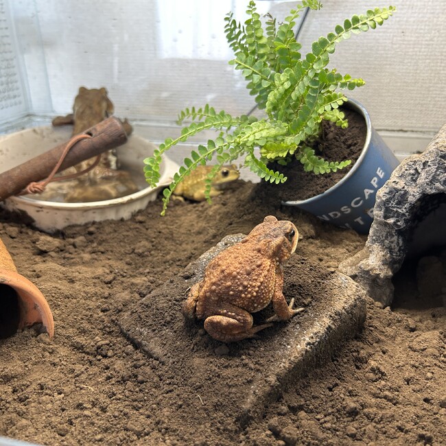 にへちのカバー写真