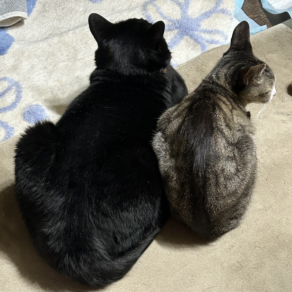 リンのカバー写真