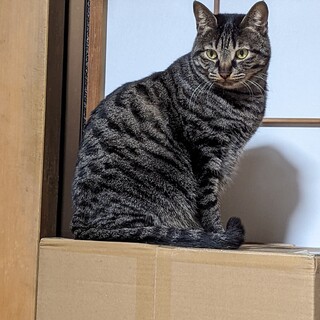 おっとりしていて人懐っこい甘えん坊なキジトラです。