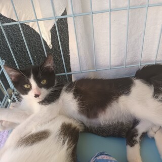 【募集中止】ビニールハウスからやってきた、一太郎君