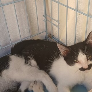 【募集中止】ビニールハウスからやってきた四子ちゃん