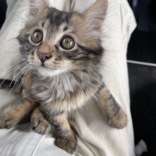 アメショー風＊長毛の男の子 モネくん＊