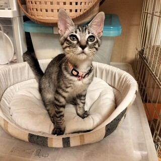 サバトラ★次男くん