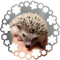 ハリネズミ（メス）一歳未満