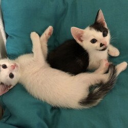 待ちねこ譲渡会　子猫３０匹参加します！