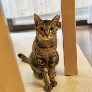 丸いお目め、幼さ残るお顔の可愛いきらりちゃん