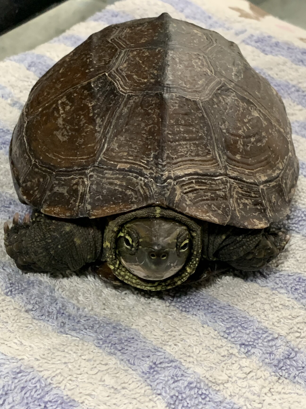 カメリアさん専用ページ カメさんの里親募集」千葉県 - 爬虫類・他の里親募集(464775