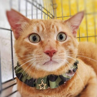 【8/6日本橋】甘えん坊すぎる♥️しんべえくん