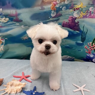 ちょこちょこ後追い☆ジュニア君5歳