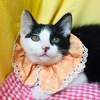 【1匹譲渡可能】しおねちゃん♥️3ヶ月