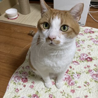里親募集。オス