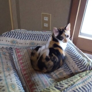2ヶ月半 三毛猫