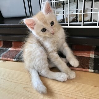  長毛ふわふわ天然男子チャイくん