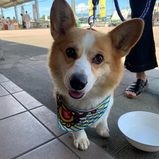 飼育継続ができなくなりました