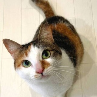 【8/ 6東日本橋】慎重なお姉さん♥️美らちゃん