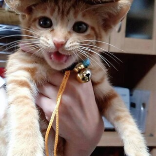 元気な茶トラの男の子