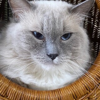 少しシャイですが穏やかな子です。