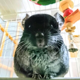 チンチラ ブラックベルベット