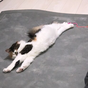 の写真