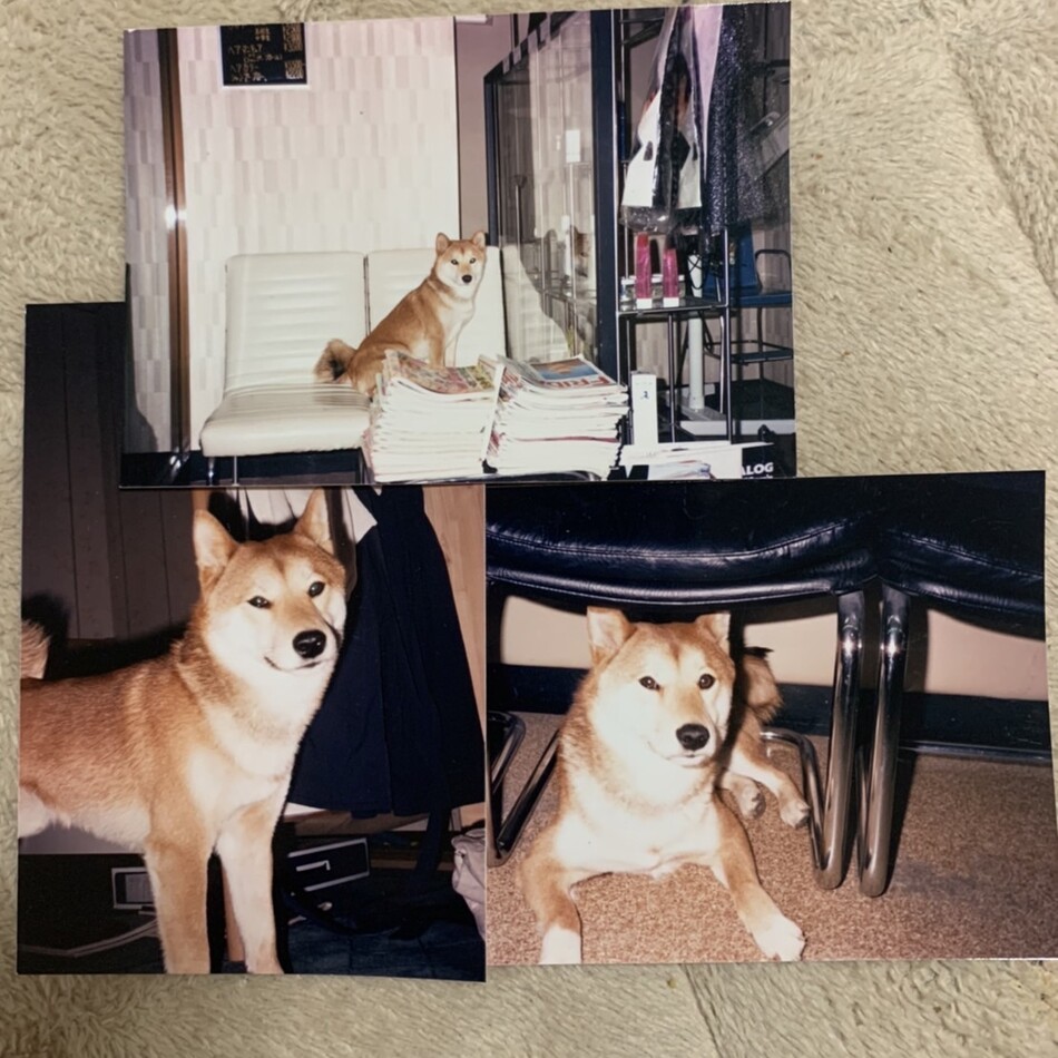 龍のカバー写真