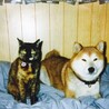の写真