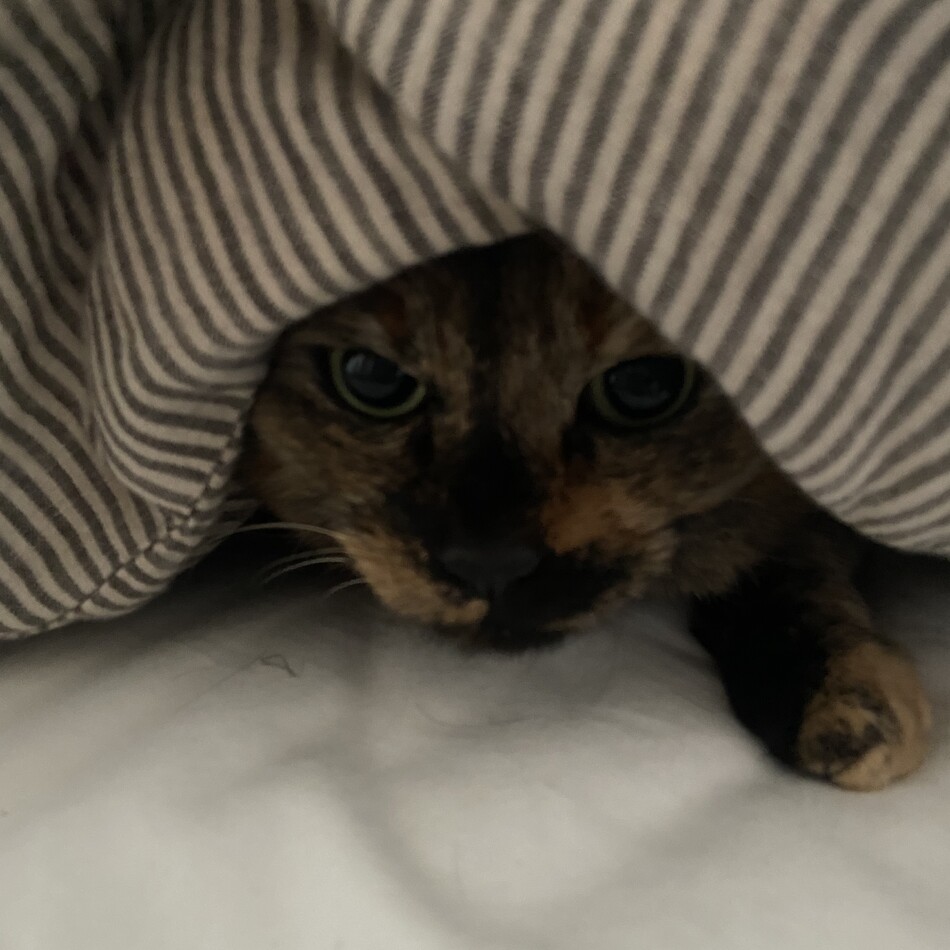 ぷるのカバー写真