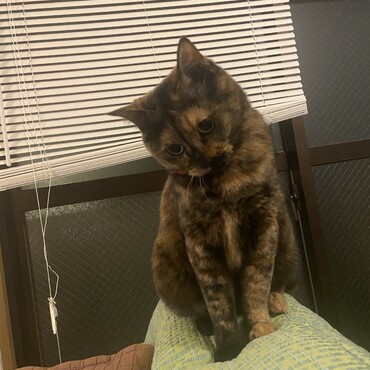 の写真