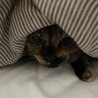 の写真