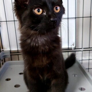 セミロングの可愛い黒猫ちゃん