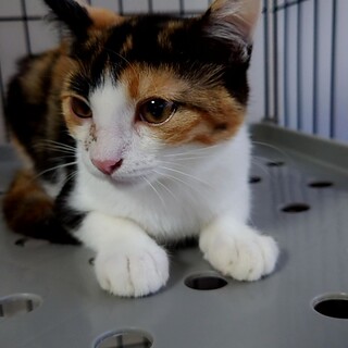 可愛い三毛の女の子