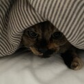 茶サビの人懐こい2歳女の子です♪大阪、京都の方