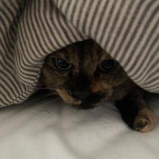 茶サビの人懐こい2歳女の子です♪大阪、京都の方