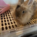 ロップイヤーとライオンラビット