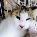 【ともべこみ】おかげさまで里親様が決まりました