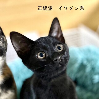 ツンデレデレ⭐️イケメン黒猫の男の子♪3ヶ月
