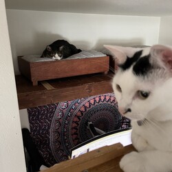 まつりさん、新猫ゲート買ってみた。
