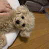 ミエル