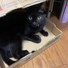 Miruku_Azuki_Udon