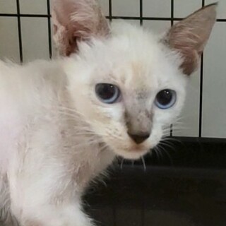 9/24さいたま市岩槻譲渡会参加 しゃも君