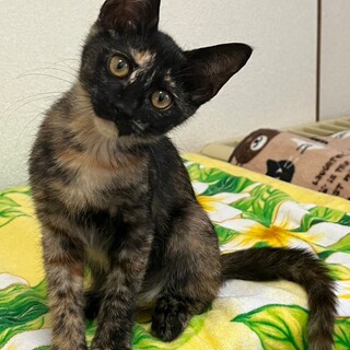 3/17さいたま市岩槻区譲渡会参加　 こんぶちゃん