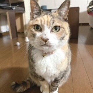 短足ミケ♡みぃこ