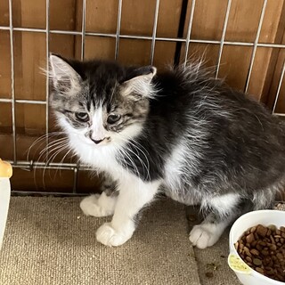 いつも来る野良ちゃんが連れて来た子です