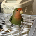 コザクラインコ 2歳